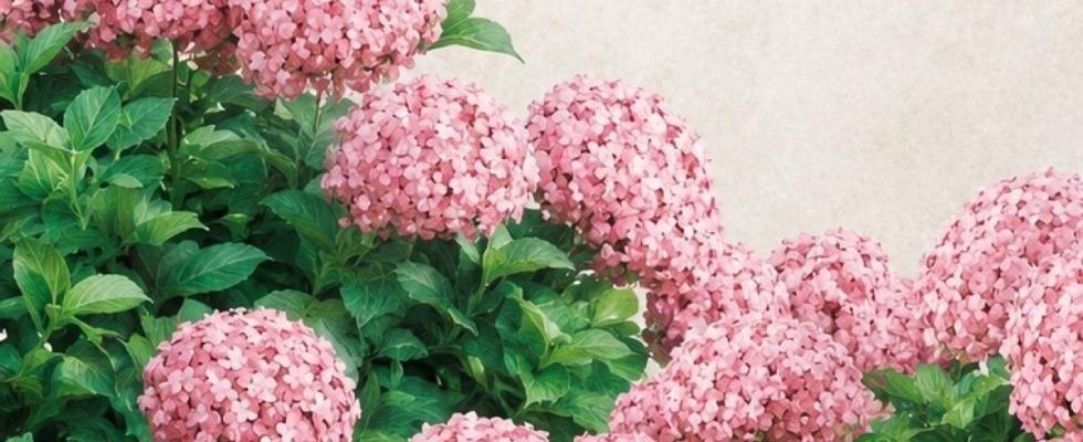 Областной танцевальный фестиваль духовых оркестров «В ритме серебряного возраста»
