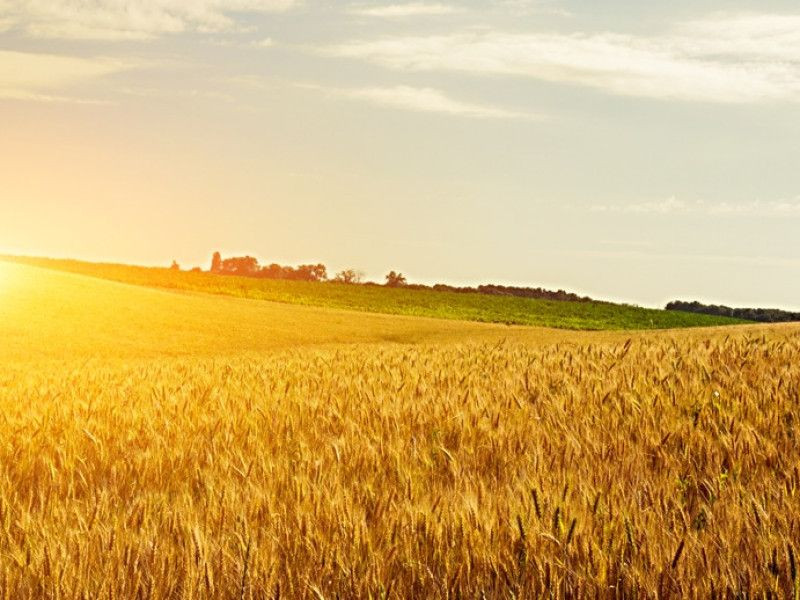 Россельхозбанк нарастил объемы финансирования посевной кампании