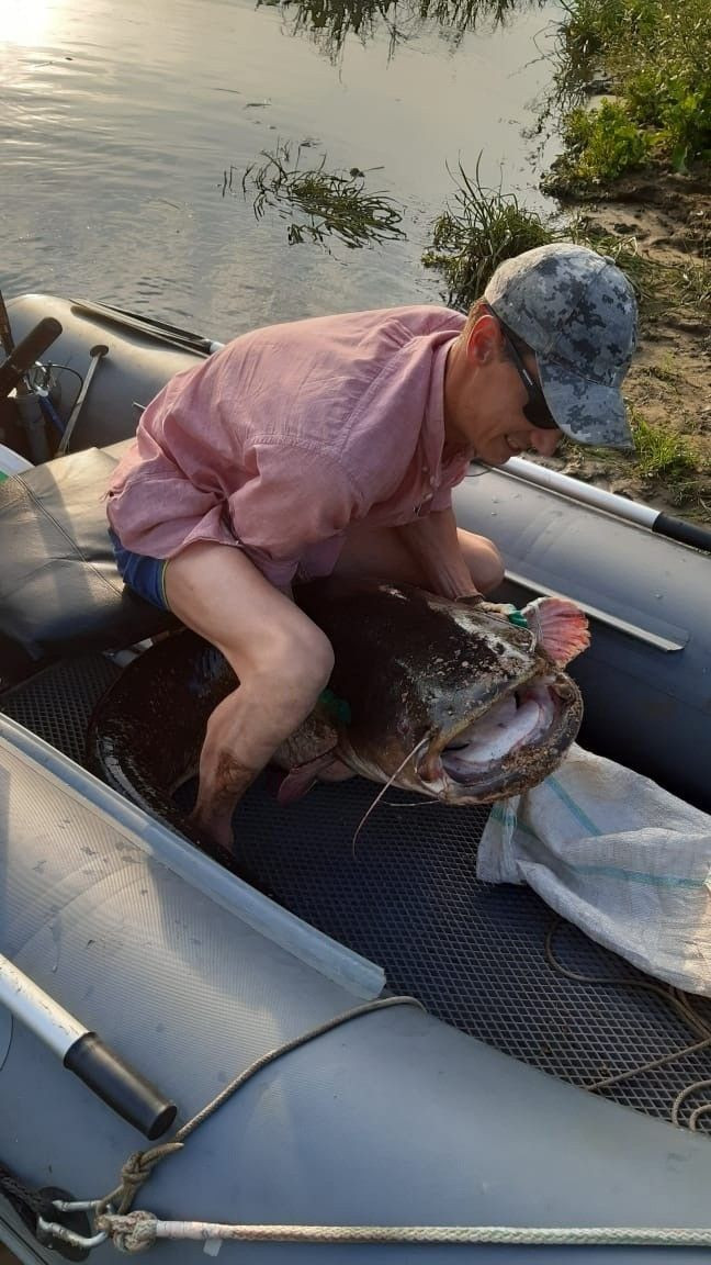 Сом утащил девочку под воду. Европейский сом людоед. Огромная рыба. Сом утащил двух девочек под воду. Сомы утаскивают людей под воду.