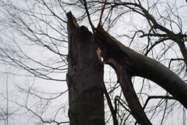 В рязанском селе во время урагана погиб мужчина