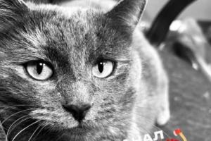 Рязанцы написали заявление в полицию из-за убитой неизвестными кошки, жившей в ПВЗ