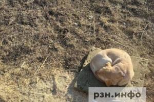 В России предложили запретить женщинам заводить более одного питомца