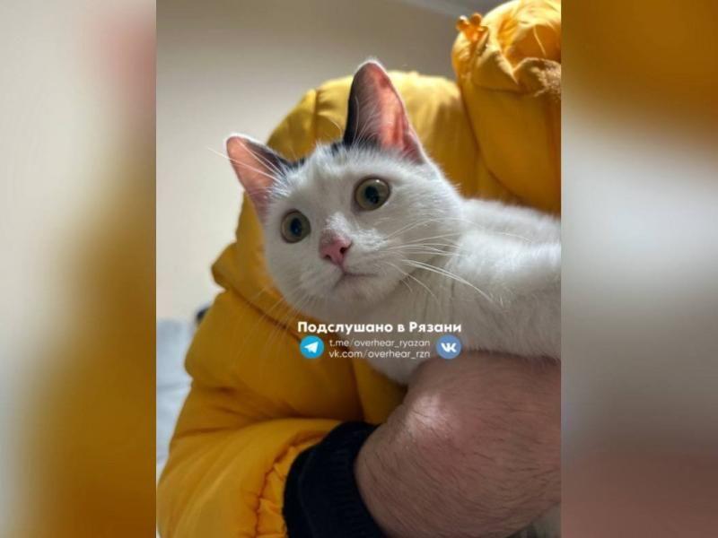 Рязанцы спасли привязанную к окну кошку, ей ищут хозяев Источник: RZN.info