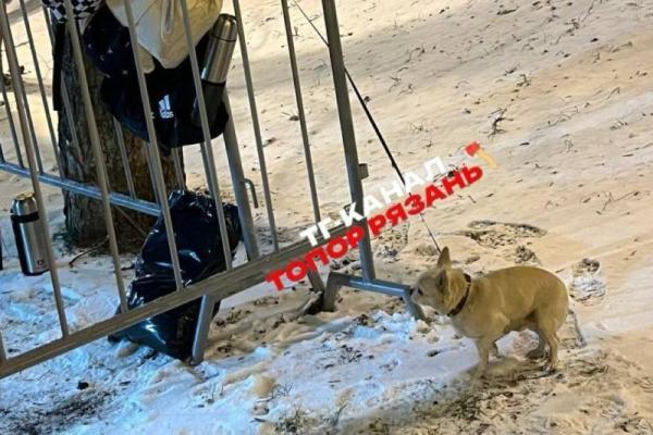 Рязанцы засняли собаку, привязанную к ограждению на морозе