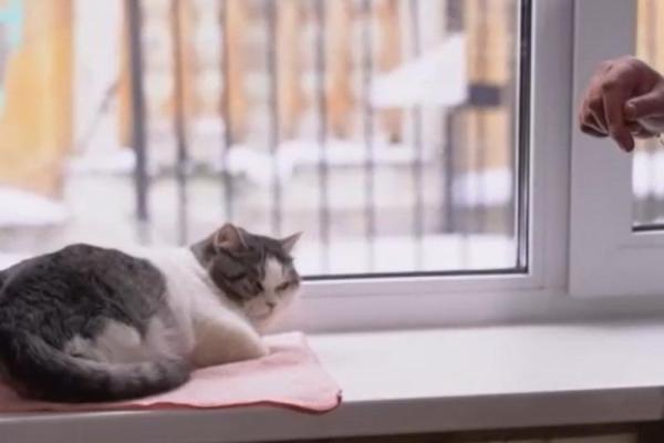 Кошку Ефросинью из Рязани показали на телеканале «Россия 1»