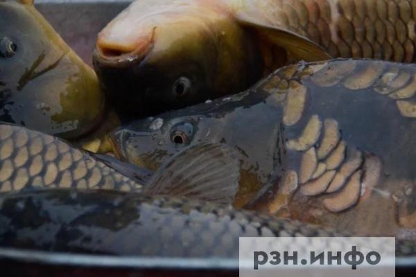 В Рязанскую область ввезли более 12,5 тонн рыбной продукции из Кореи