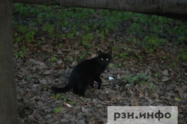 В рязанском поселке пройдет бесплатная вакцинация животных