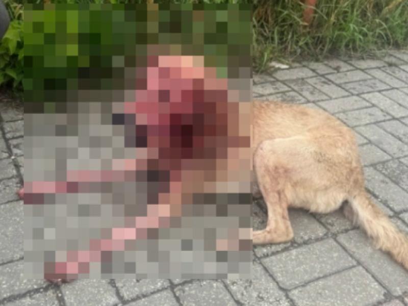 Рязанцы стали свидетелями жестокой расправы хозяйки над собственной собакой