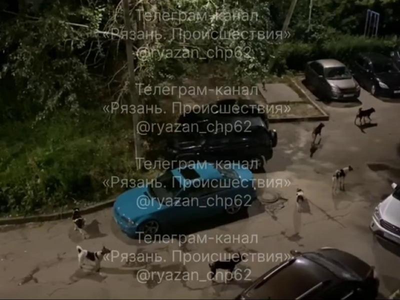 Во дворе дома в Рязани заметили стаю бродячих собак