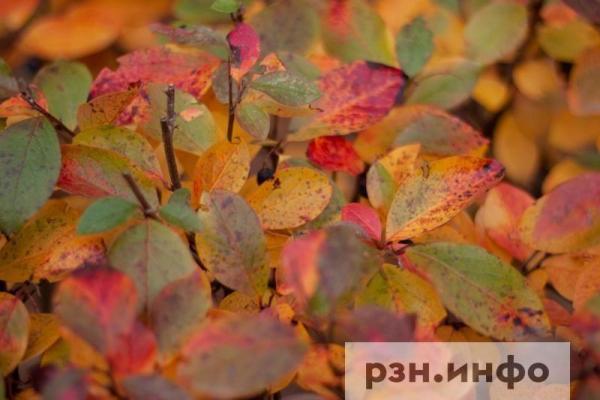 Рязанцам пообещали потепление до конца недели