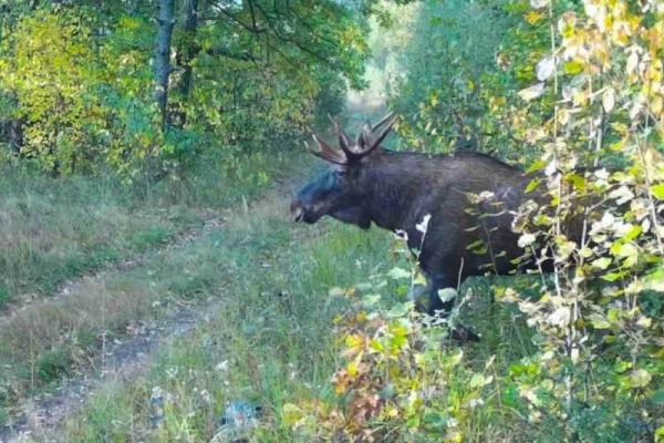 В фотоловушку Окского заповедника попали лоси, лиса и глухарь