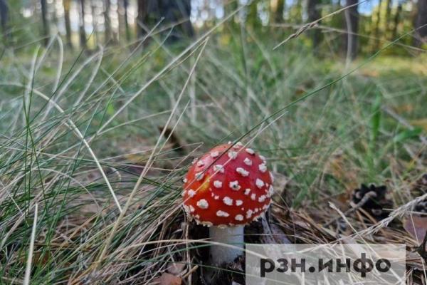 Рязанцам рассказали, как избежать отравления грибами