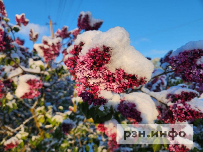 Главные наваждения на Рязанскую область в 2024 году